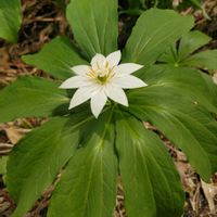キヌガサソウ,ギョウジャニンニク,高山植物,山野草,山歩きの画像