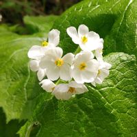 サンカヨウ,シラネアオイ,山野草,山歩き,花のある暮らしの画像