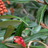 グレビレア,グレビレア,レモンティーツリー,商業施設の植え込みの画像