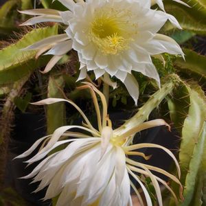 うりょうちゅう,羽稜柱,温室,京都府立植物園,夜間撮影の画像