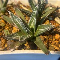 多肉植物,観葉植物,アガベ属,ビザール・プランツの画像