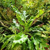 フィロデンドロン・セローム,モンステラ,シダ,セローム,フィロデンドロンの画像