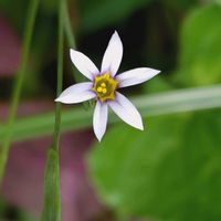 ニワゼキショウ,花のある暮らし,植中毒,花自慢,花中毒の画像
