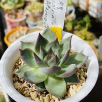 エケベリア,コロラータ アテマハック,中里アテマハック,中里アテマハック,多肉植物の画像