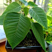 ポインセチア,祈る震災復興,花のある暮らし,緑のある暮らし,岐阜県の画像