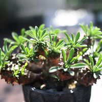 峨眉山,ユーフォルビア・峨眉山,ユーフォルビア属,多肉植物,塊根植物の画像