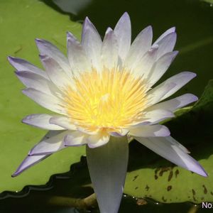 熱帯スイレン,熱帯スイレン,熱帯睡蓮 グリーンスモーク,温室,神代植物公園の画像