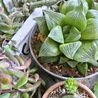 バラ,ウチワサボテン,ウチワサボテン,ウチワサボテン,ハオルチア レツーサの画像