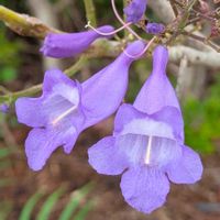 ジャカランタ,ジャカランダ(紫雲木),平和を願う,昨日の今日のお花,癒しの薄紫の画像