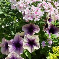 バーベナ,バコパ,ペチュニア,寄せ植え,ガーデニングの画像