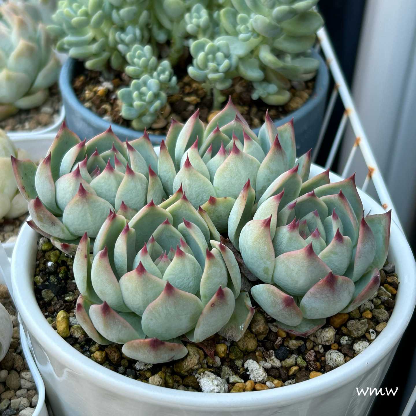 シモヤマコロラータの一覧｜🍀GreenSnap（グリーンスナップ）