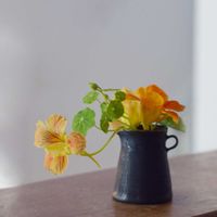 ナスタチウム,エディブルフラワー,キンレンカ,ハーブ,斑入り好きの画像