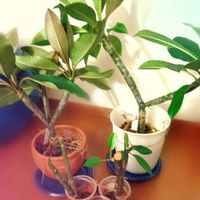 プルメリア,フランジパニ,pua melia,挿し木,花のある暮らしの画像