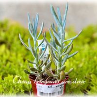 万宝,多肉植物,多肉大好き,セネシオ属,見切り品の画像