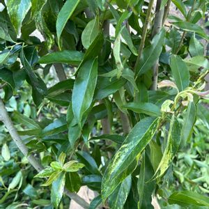 斑入り,ナナミノキ,斑入り葉っぱ,斑入り。,斑入り好き♡の画像