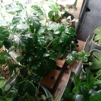 シュガーバイン,観葉植物,賃貸暮らし,晩酌と観葉植物の画像