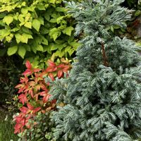 ボールバード,オタフクナンテン,7月の庭,目指せ！ローメンテナンスの庭,庭の画像