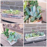 ファンクイーン,千代田の松,アドルフィーコッパー,若緑,万宝の画像