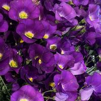 エキナセア,エキナセア,トルコキキョウ,ベビーサンローズ,レッドカラントの画像