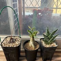 亀甲竜,千代田錦,パキポディウム・ビスピノーサム,多肉植物,塊根植物の画像