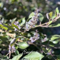 ハーデンベルギア,花のある暮らし,お出かけ先にて,チーム愛知,GSアダルトチームの画像