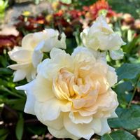 アガパンサス,キク,オリビア・ローズ・オースチン,バラ ブルームーンストーン,シャンパーニュの画像