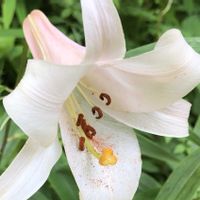 ササユリ,田舎暮らし,花のある暮らし,暮らしを楽しむ,のんびり過ごそうの画像