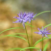 タマシャジン,タマシャジン,フィテウマ ショイヒツェリ,多年草,青紫の花の画像