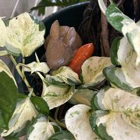 アガベ,多肉植物。,ユーフォルビア 白雪姫,ユーフォルビア 白雪姫,ポトス・ステータスの画像