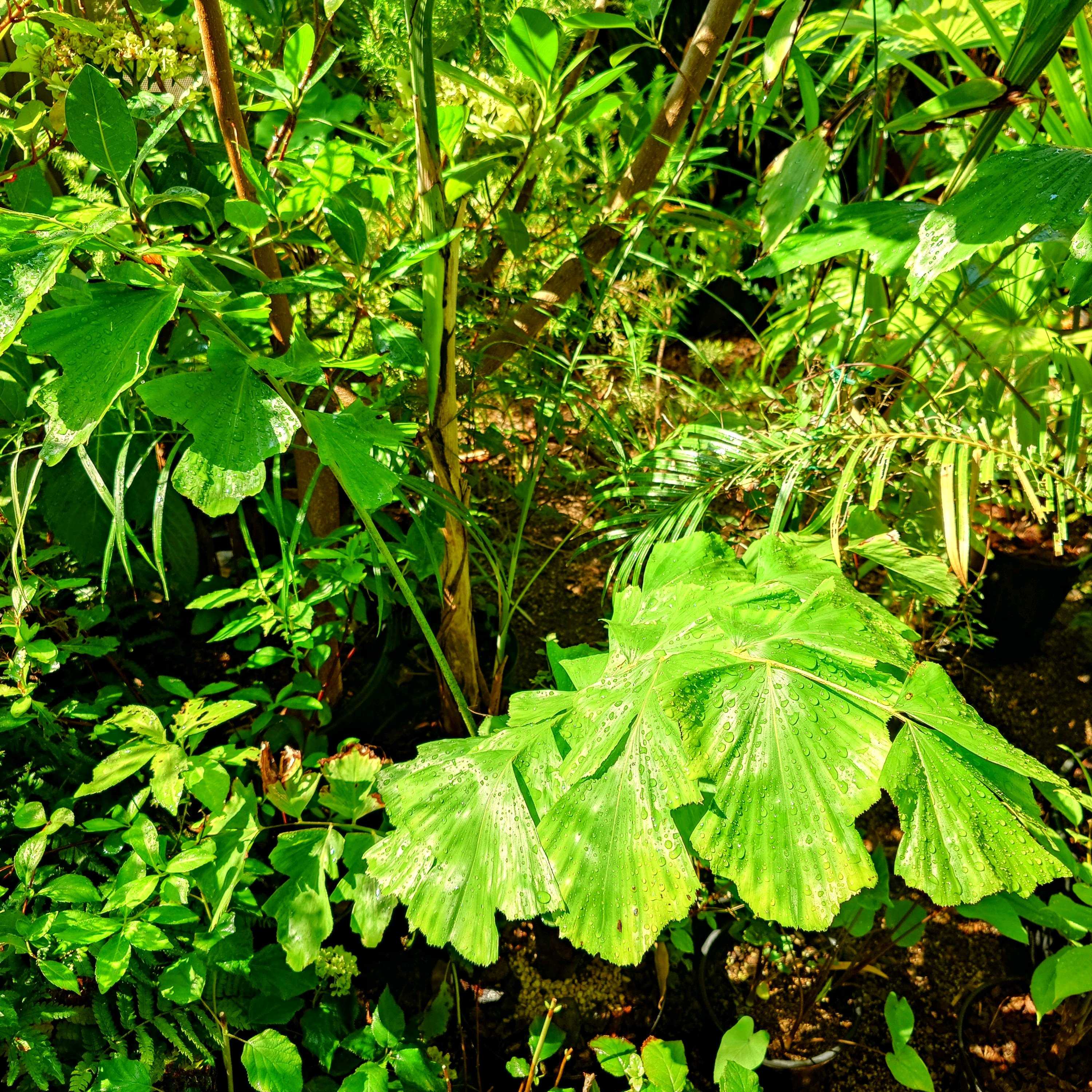 ブラヘア カルカレアの一覧｜🍀GreenSnap（グリーンスナップ）