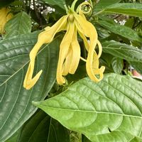 イランイランの画像