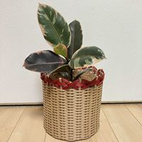フィカス ルビー,フィカス,フィカスルビー,観葉植物,鉢植えの画像
