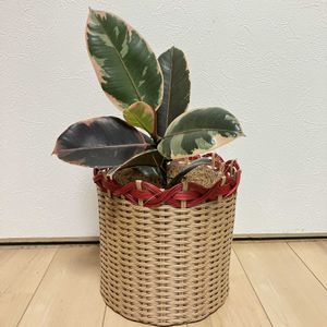フィカス ルビー,フィカス,フィカスルビー,観葉植物,鉢植えの画像