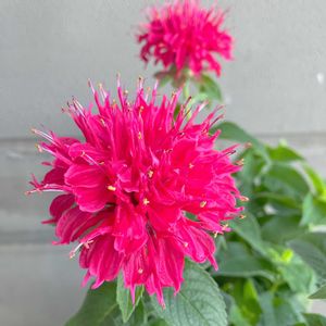 ベルガモット,モナルダ,モナルダ,モナルダ(ベルガモット),モナルダ（タイマツソウ、ベルガモット）の画像