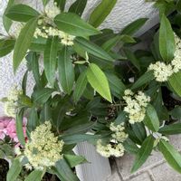 レモンマートルの画像