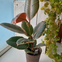 シュガーバイン,フィカスルビー,観葉植物,キッチンの画像