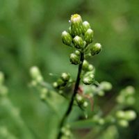 アケビ,ハナズオウ,何？,何？,何？の画像