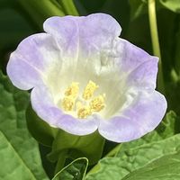 ジャガイモ,ジャガイモ,ルバーブ,ルバーブ,オオセンナリの画像