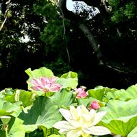 アジサイ,ハス,ボタンクサギ,すいれん,三溪園の画像