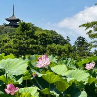 ハス,いけばな,古民家,三溪園,被災地にエールを…。の画像