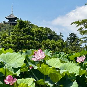 ハス,いけばな,古民家,三溪園,被災地にエールを…。の画像