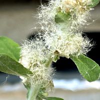 オキナグサ,チチコグサモドキ,チチコグサモドキ,チチコグサモドキ,オキナグサの花後の画像