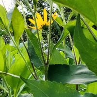 キクイモ,菊芋,菊芋,ミョウガ,ミョウガの画像