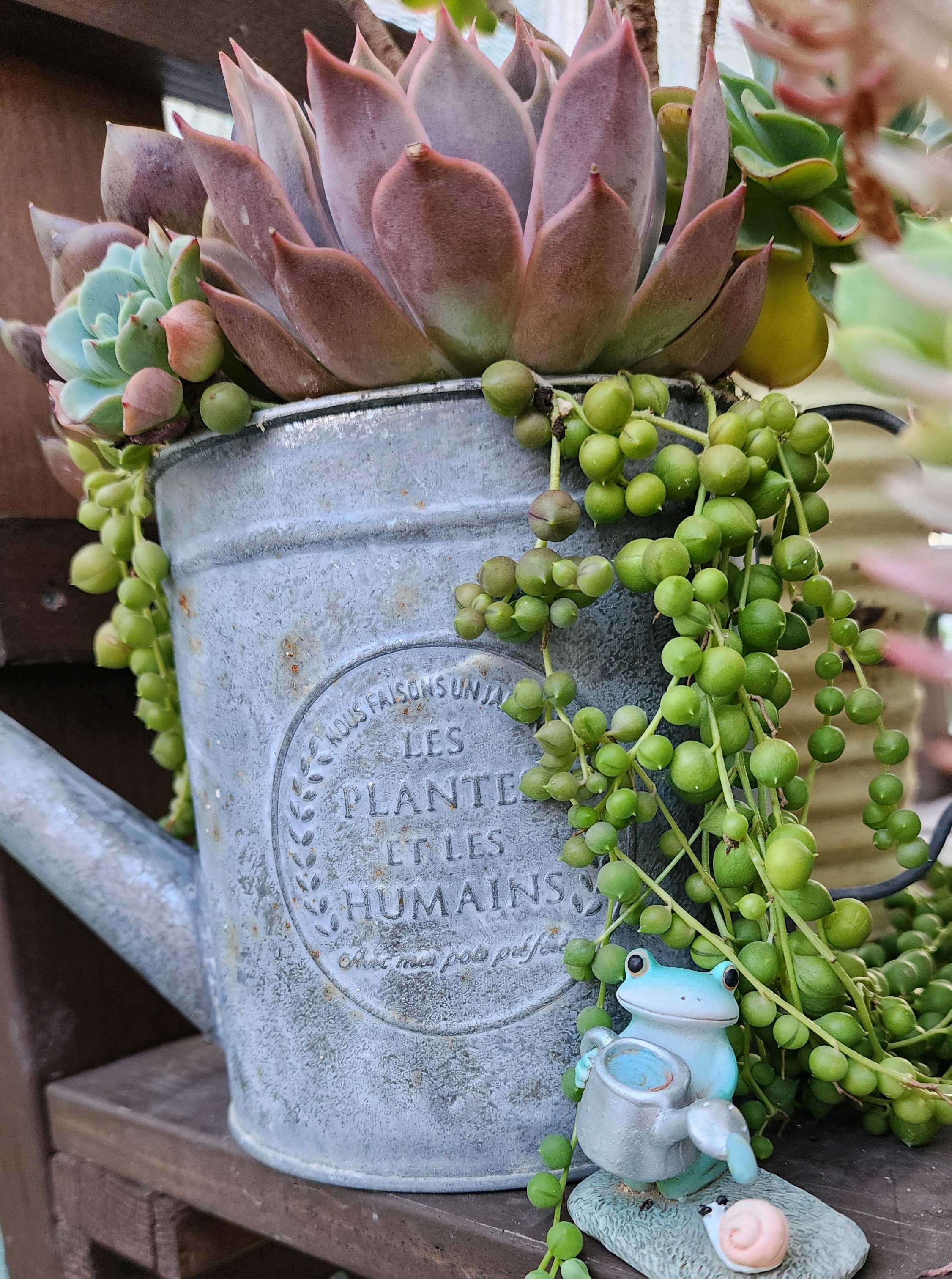 ギャラクシーブルーの一覧｜🍀GreenSnap（グリーンスナップ）