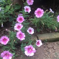 ニチニチソウの画像