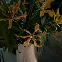 グロリオサの画像