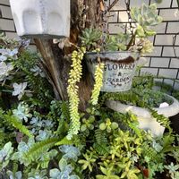 ビアホップ ,多肉植物,多肉大好き,多肉植物　ビアホップの画像