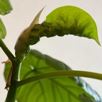 テーブルヤシ,パキラ,ウンベラータ,カラディウム,観葉植物の画像