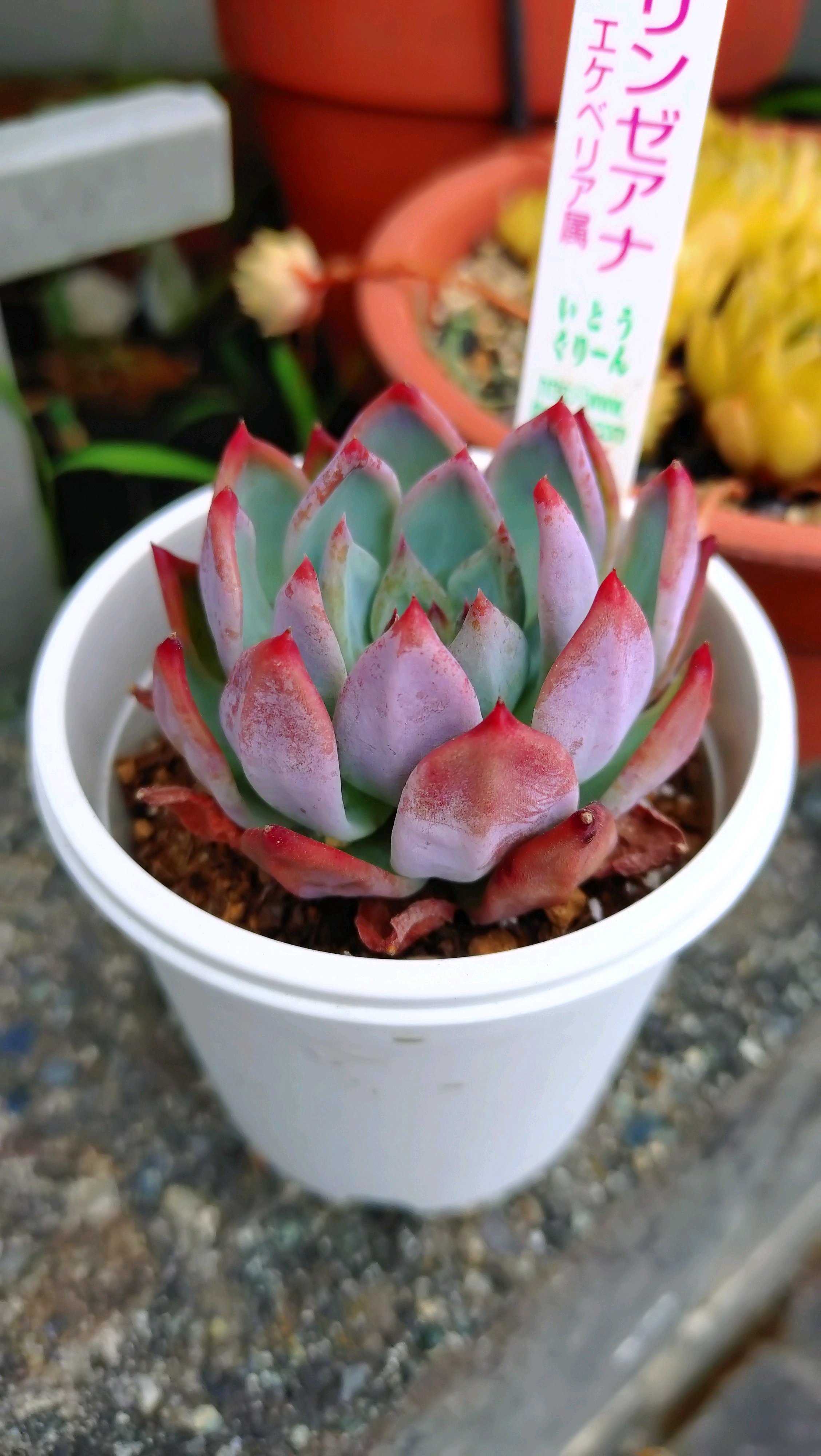 リンゼアナ❤️セット 楽天市場】リンゼアナの通販