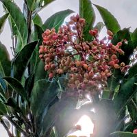 テーブルヤシ,ハマナス,ヨウシュヤマゴボウ,サンゴジュ,クワズイモ の花の画像
